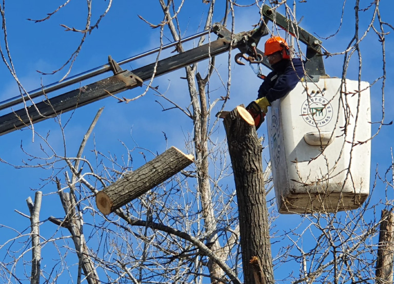 Foto de Espacios verdes 5